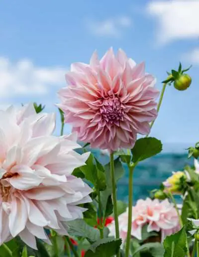 Prächtige Riesen-Dahlie