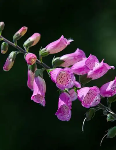 Insektenfreundlicher Fingerhut