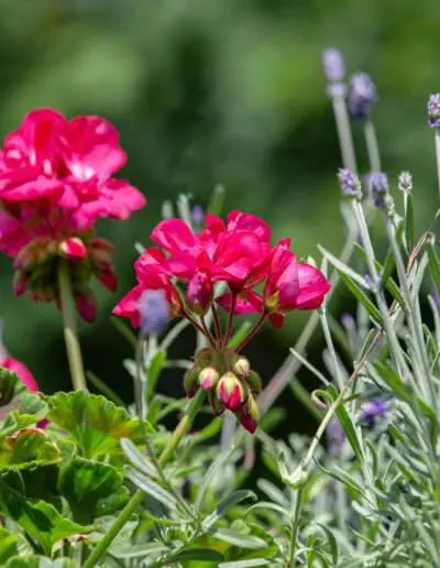 Sommer-Kombi für Beet & Balkon: Geranie und Lavendel