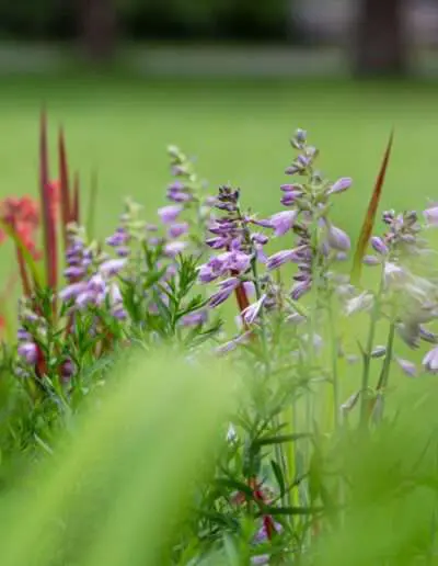 Impression aus dem Staudenbeet im Juni