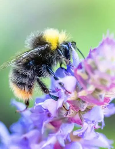 Hummel auf Salvia Makrofotografie