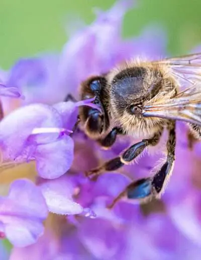 Bienenweiden aus der Gärtnerei