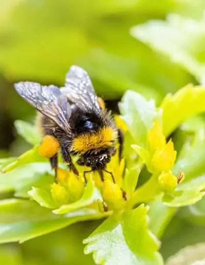 Hummel auf Fetthenne