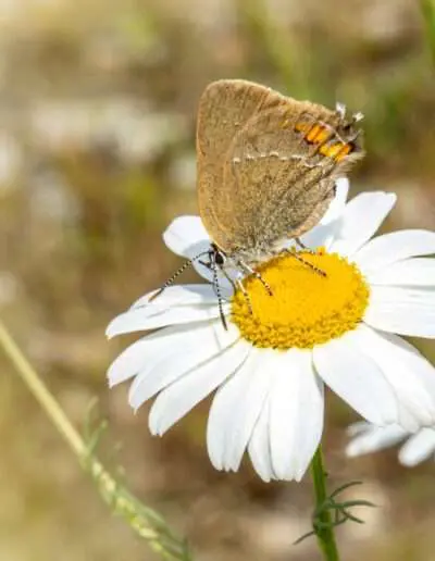 Insektenfreundliche Pflanzen