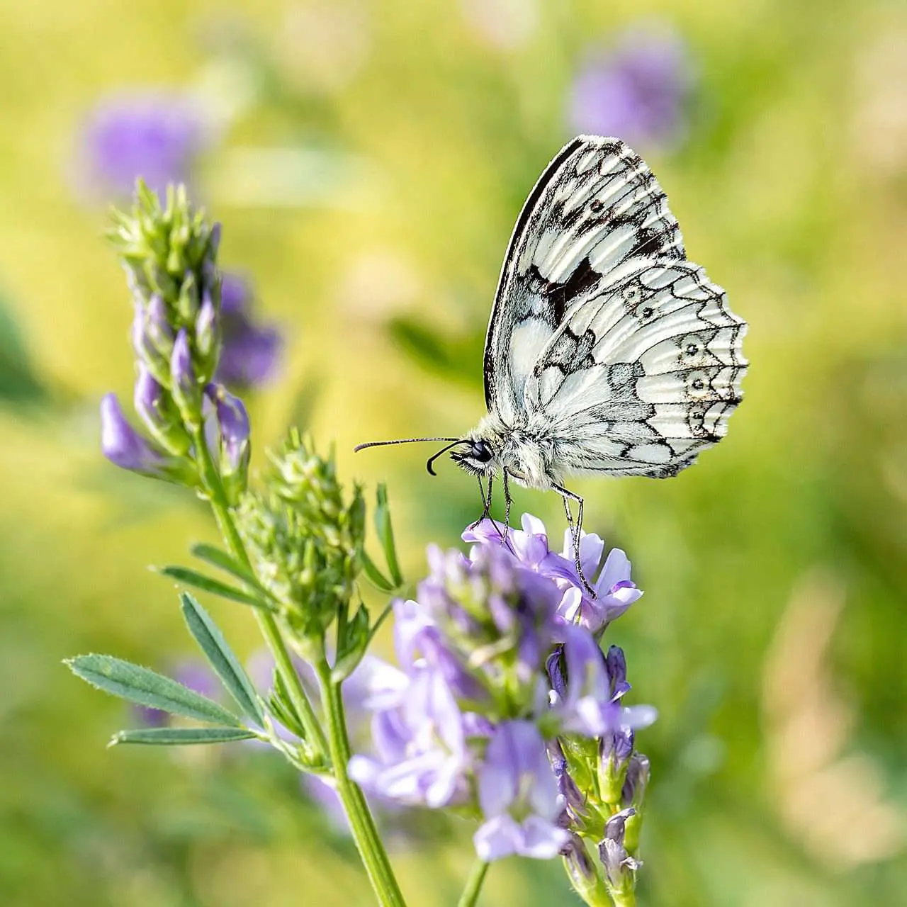 Tagfalter auf der Naturwiese Tagfalter auf der Naturwiese