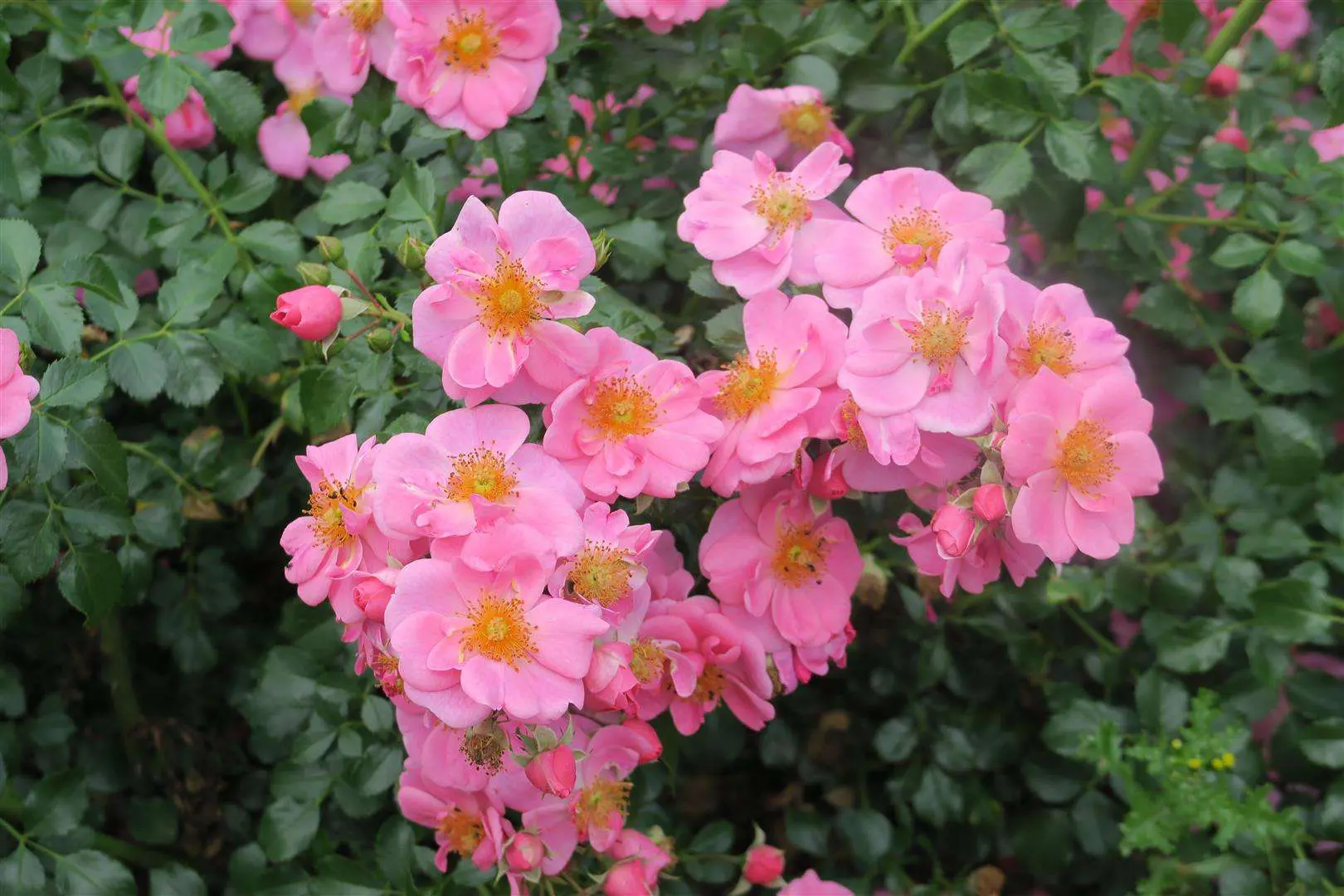 ADR 1431 Bienenweide Rosa