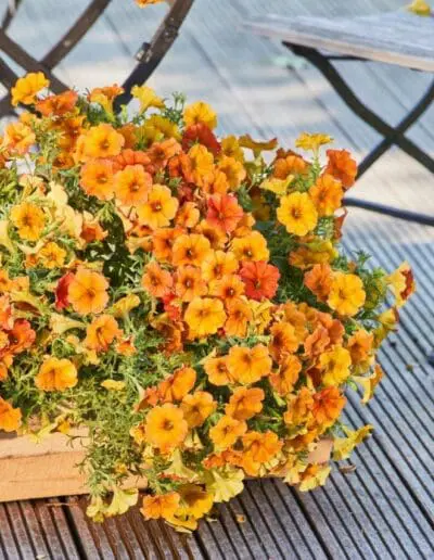 Alpenglühen Pflanze des Jahres 2023 1376 Quelle Grünes Medienhaus