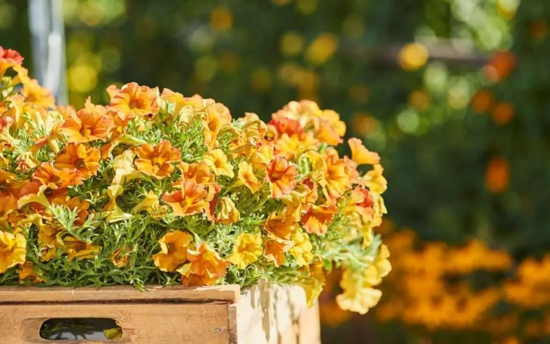 Alpenglühen Pflanze des Jahres 2023 Petunie Quelle Grünes Medienhaus