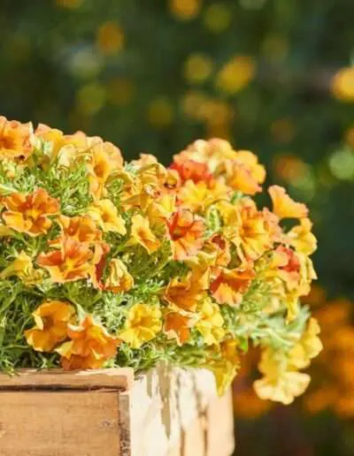 Alpenglühen Pflanze des Jahres 2023 Petunie Quelle Grünes Medienhaus