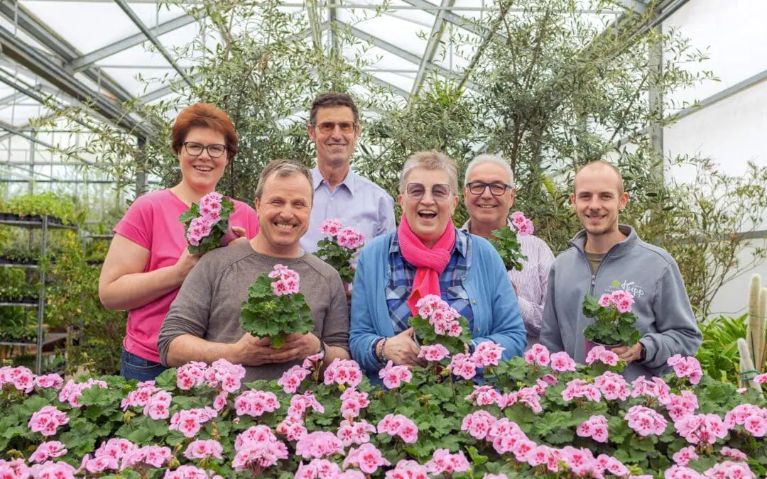 Die Benefizgeranie "Louise" der Gartenbaugruppe Würzburg