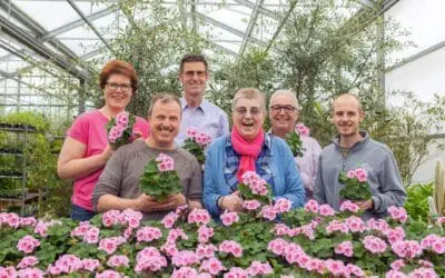 Die Würzburger Benefiz-Geranie „Luise“