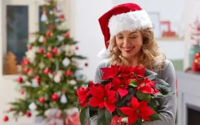 Poinsettia: Wunderschöner Weihnachtsstern