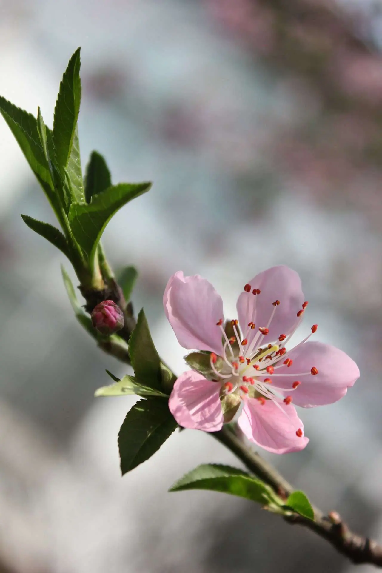 blühender Obstbaumzweig zum Barbaratag blühender Obstbaumzweig zum Barbaratag