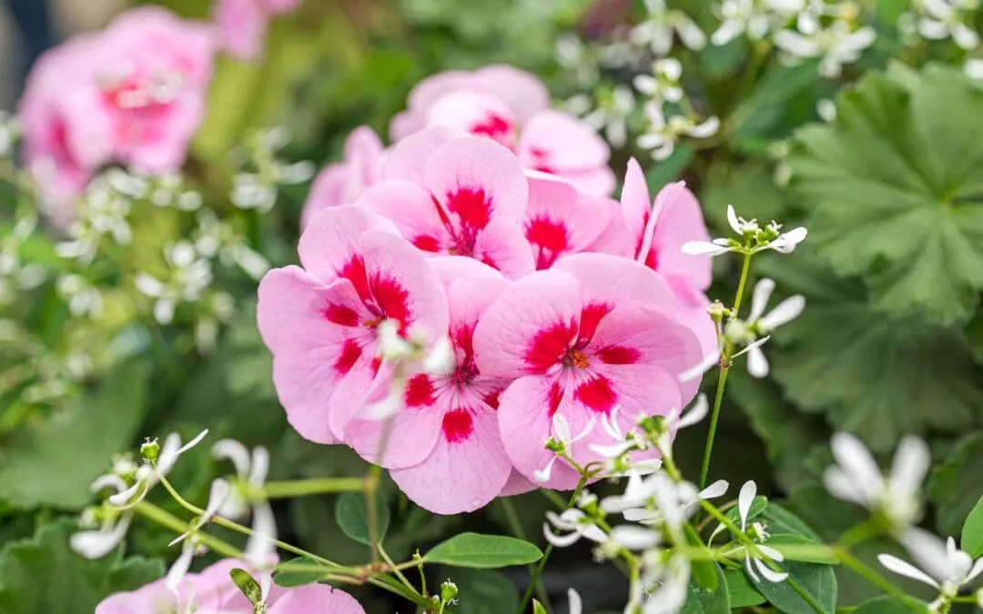 Die leuchtend pinkfarbenen Blüten der Benefizgeranie "Luise"