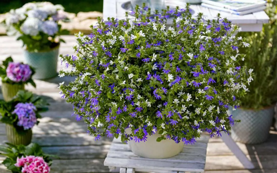 BdJ Bayern: Scaevola Blau, Weiß