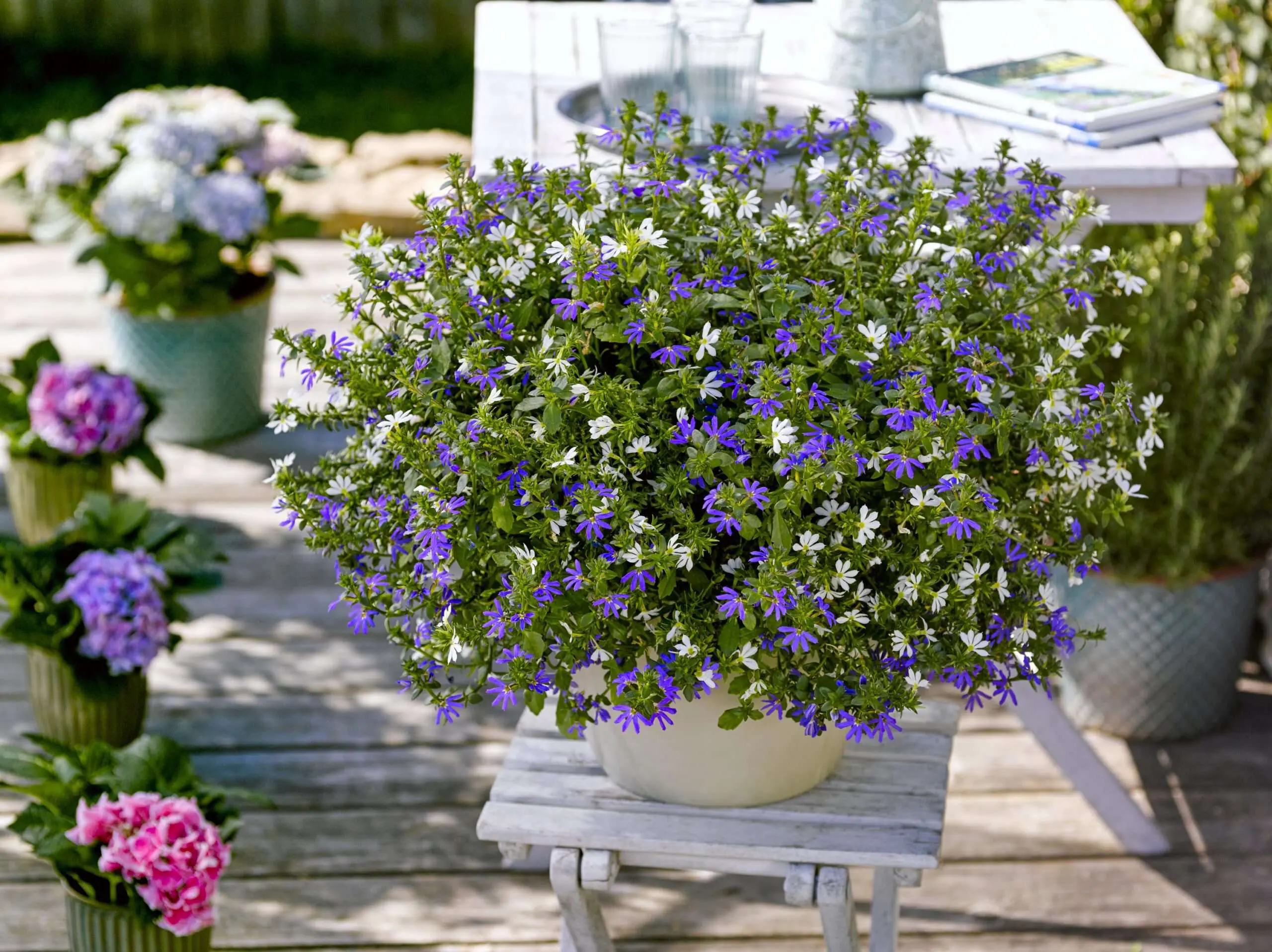 BdJ Bayern: Scaevola Blau, Weiß