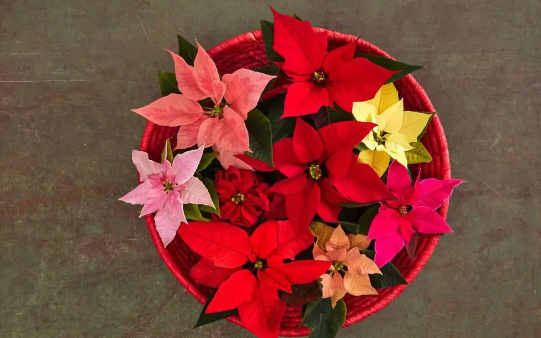 Es gibt viele verschiedene Sorten der Poinsettia