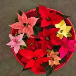 Es gibt viele verschiedene Sorten der Poinsettia