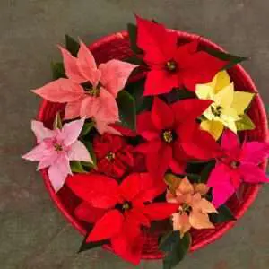 Es gibt viele verschiedene Sorten der Poinsettia