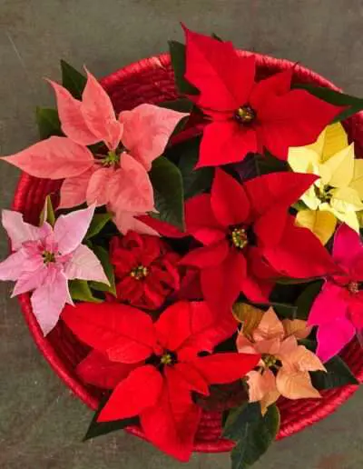 Es gibt viele verschiedene Sorten der Poinsettia