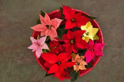 Es gibt viele verschiedene Sorten der Poinsettia