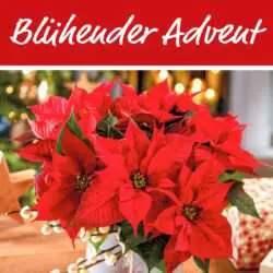 Blühende Adventszeit mit Weihnachtssternen aus regionalem Anbau