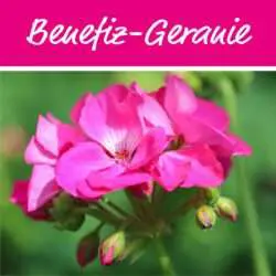 Die Würzburger Benefiz-Geranie: Eine Spendenaktion der Gartenba