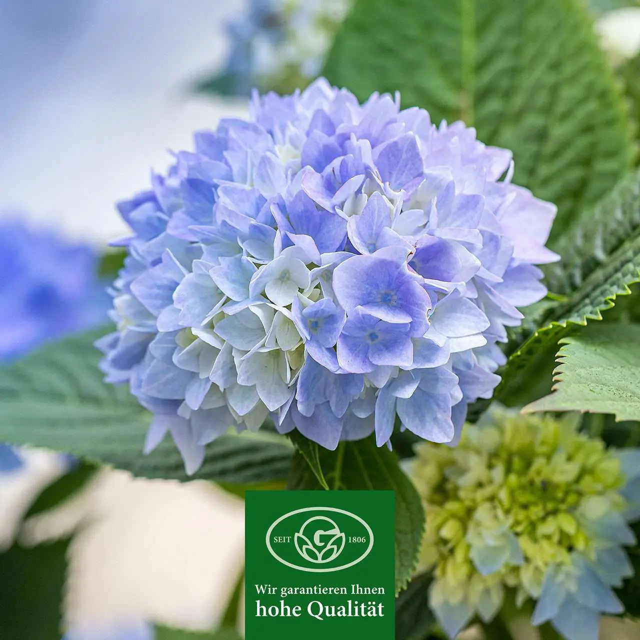Gartenbaugruppe Banner SAISONTHEMA SOMMER Quadrat 14