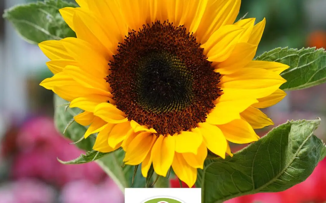 Gartenbaugruppe Banner SAISONTHEMEN HERBST 202325