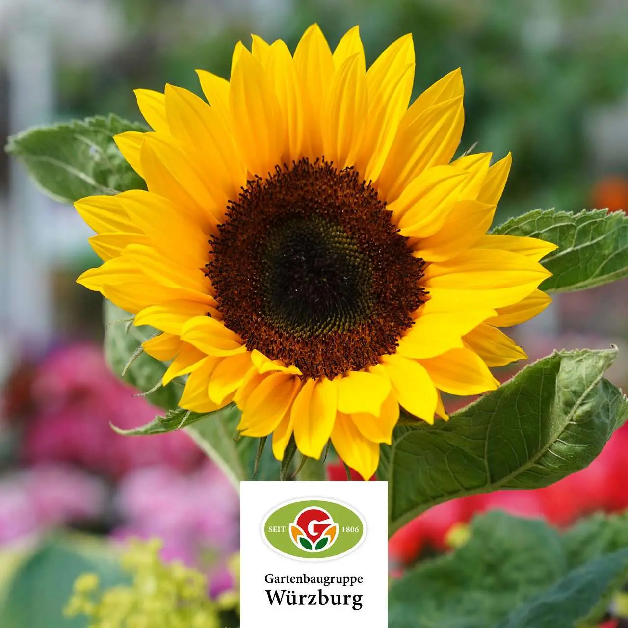 Gartenbaugruppe Banner SAISONTHEMEN HERBST 202325