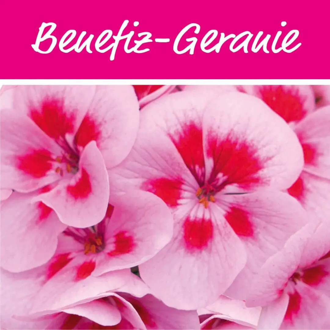 Gartenbaugruppe Jahrestermine Benefizgeranie 2024