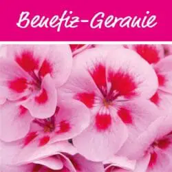 Gartenbaugruppe Jahrestermine Benefizgeranie 2024