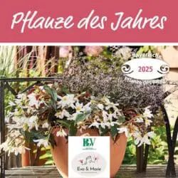 Gartenbaugruppe Jahrestermine Pflanze des Jahres 2025