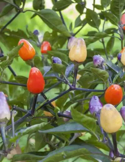 Lila Luzi: Gemüse des Jahres 2022