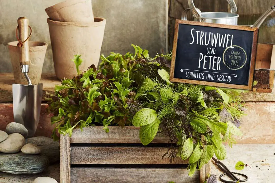 Gemüse des Jahres 2023: Struwwel & Peter Schnittsalate Gemüse des Jahres 2023: Struwwel & Peter Schnittsalate