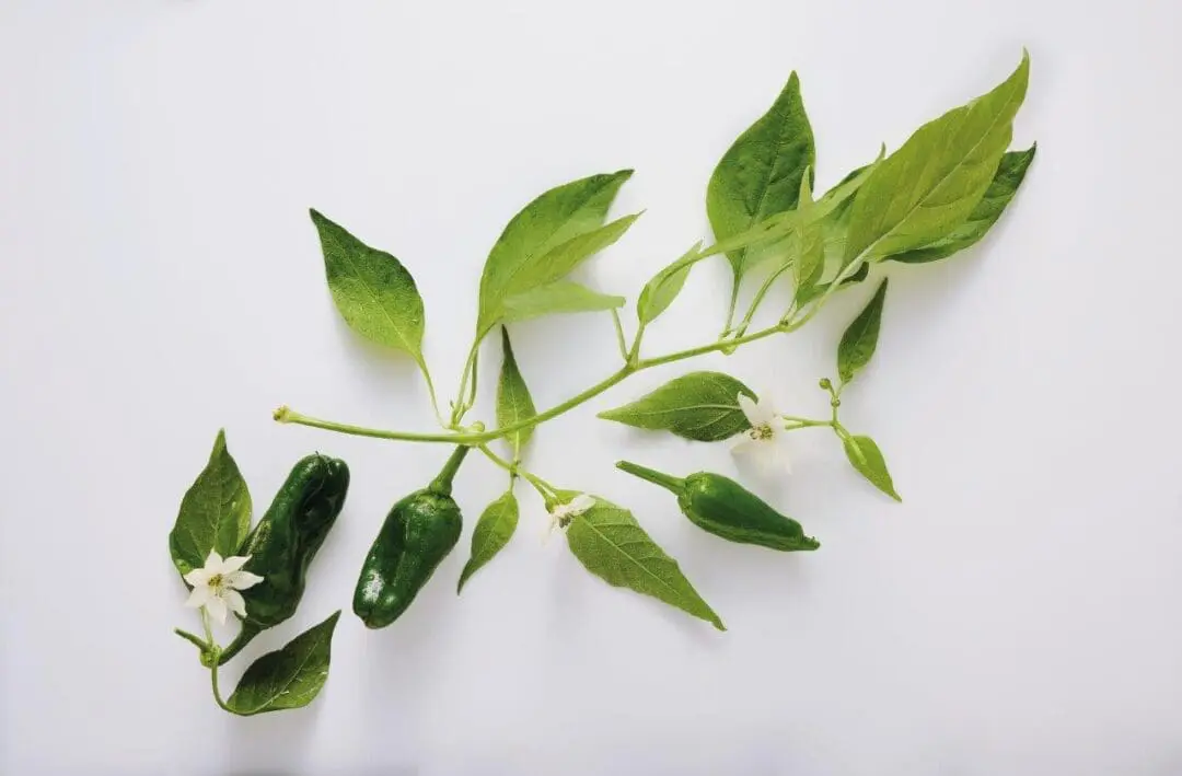Gemüse des Jahres 2025 Bratpaprika Frucht2