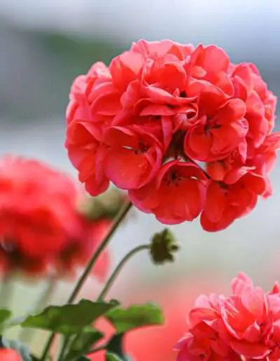 Ggw Quad Philo Qualitaet Benefizgeranie