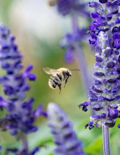 Lavendel ist ein Fest für Insekten