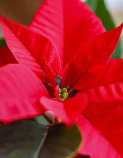 Ggw Quad Weihnachtsstern