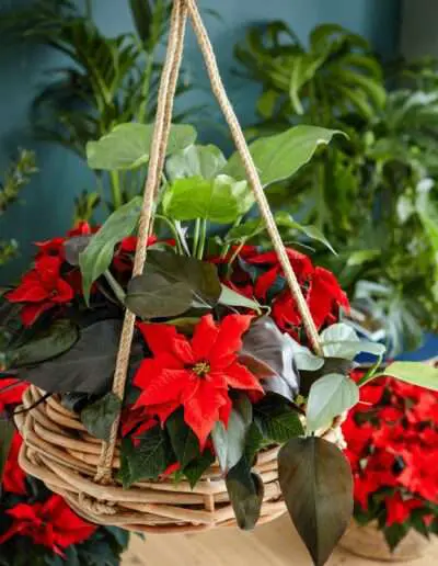 Hängeampel mit Poinsettien by Stars for Europe