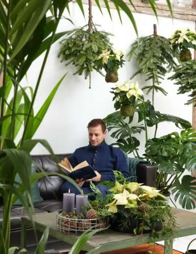 Moderne Deko mit Weihnachtssternen