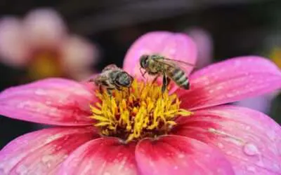 Insekten zählen, warum? Im doppelten Sinne …