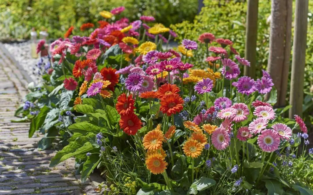 Pflanze des Jahres 2022 Garvinea mix beet quelle HilverdaFlorist