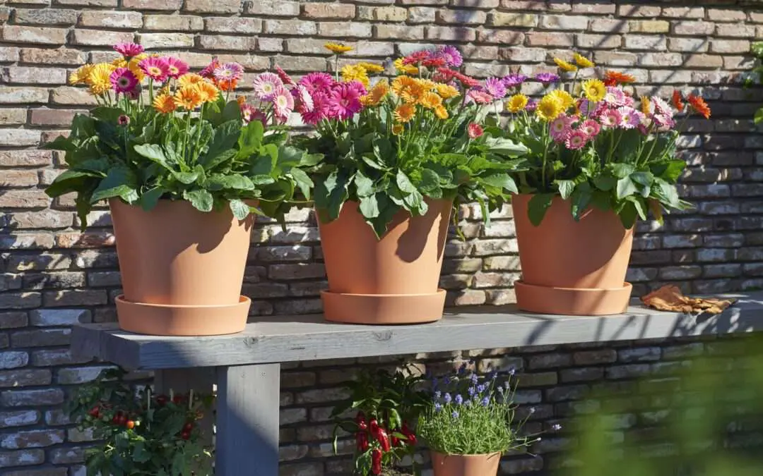 Pflanze des Jahres 2022 Garvinea mix toepfe quelle HilverdaFlorist