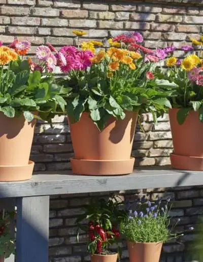 Pflanze des Jahres 2022 Garvinea mix toepfe quelle HilverdaFlorist