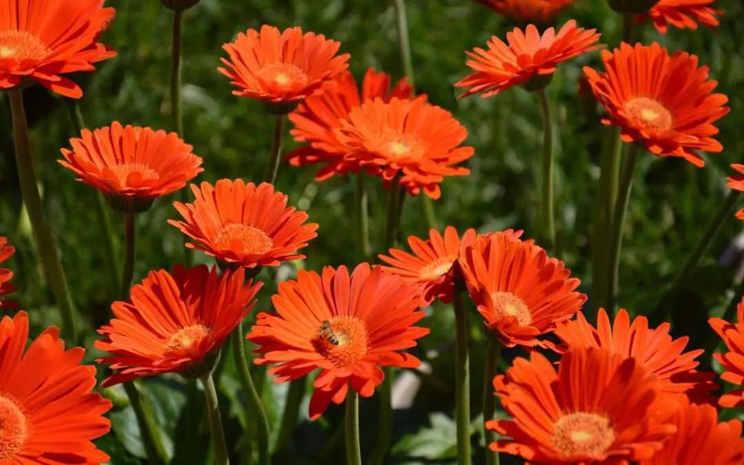 Pflanze des Jahres 2022 Garvinea sweet glow biene quelle HilverdaFlorist