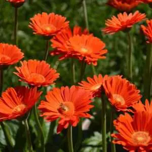 Pflanze des Jahres 2022 Garvinea sweet glow biene quelle HilverdaFlorist