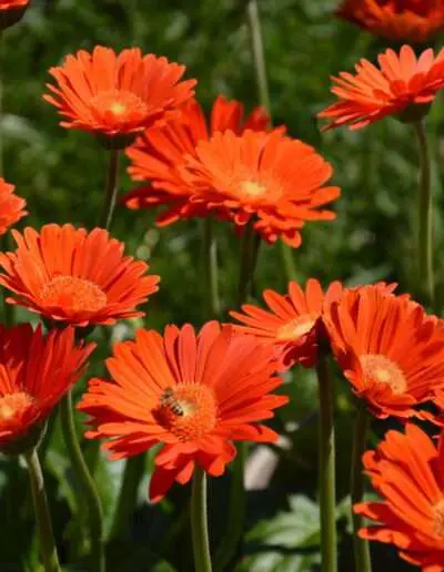 Pflanze des Jahres 2022 Garvinea sweet glow biene quelle HilverdaFlorist