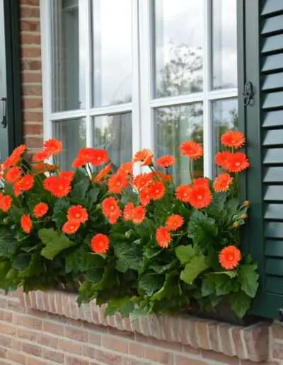 Pflanze des Jahres 2022 Garvinea sweet glow fenster quelle HilverdaFlorist