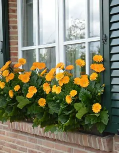 Pflanze des Jahres 2022 Garvinea sweet honey fenster quelle HilverdaFlorist